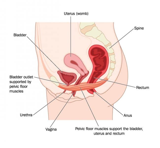 Pelvic Floor